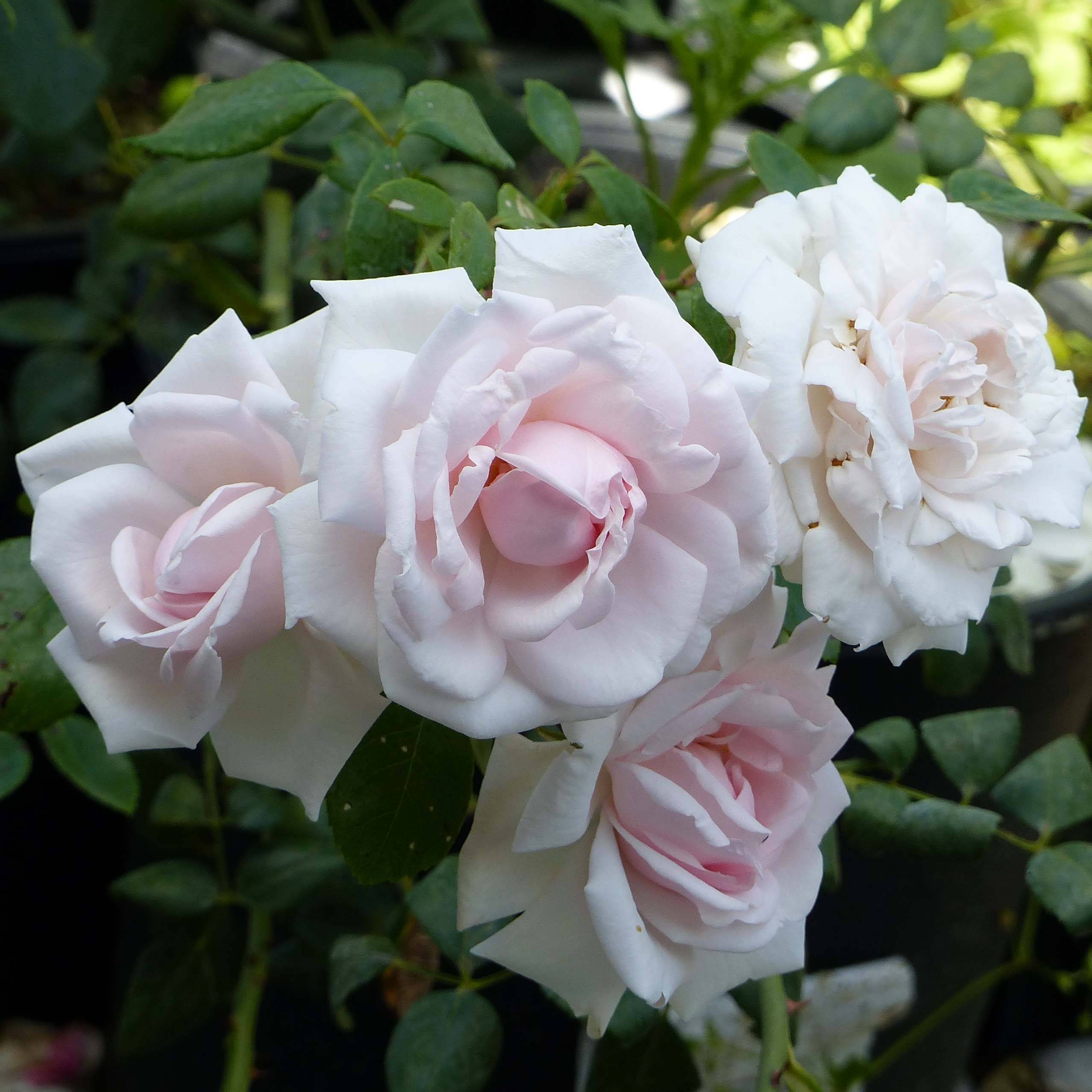Promesse de Fleurs - Rosier grimpant New Dawn Pot de 4L/5L