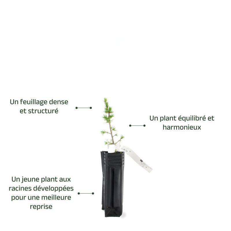 Cèdre du Liban (Cedrus libani) - Godet - Taille 13/25cm - Pépinières Naudet - Imagen 4