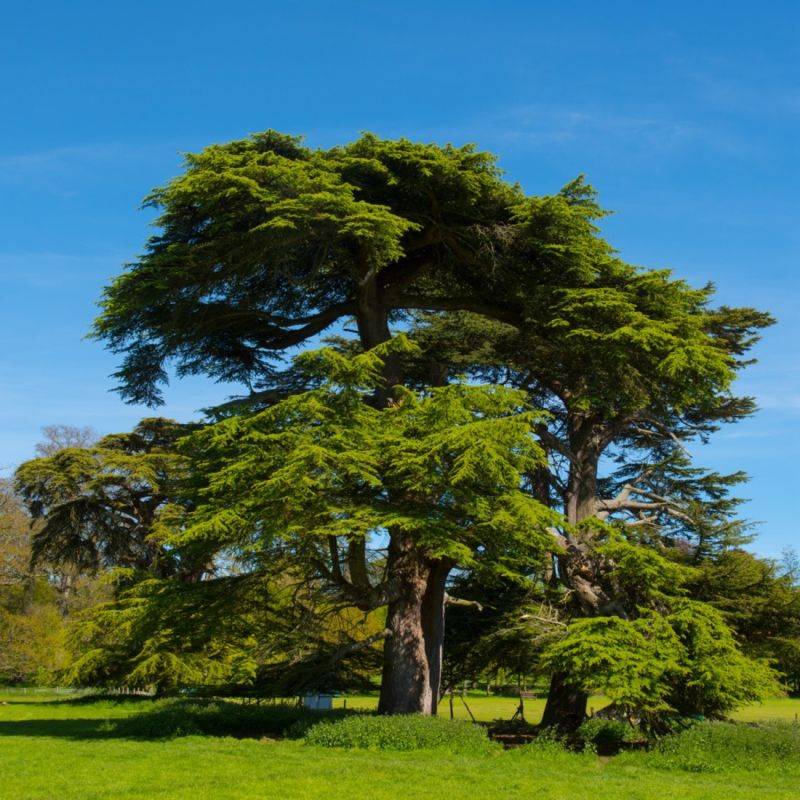 Cèdre du Liban (Cedrus libani) - Godet - Taille 13/25cm - Pépinières Naudet - Imagen 1