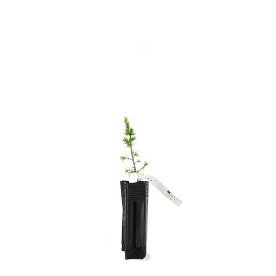 Cèdre du Liban (Cedrus libani) - Godet - Taille 13/25cm - Pépinières Naudet - Imagen 3