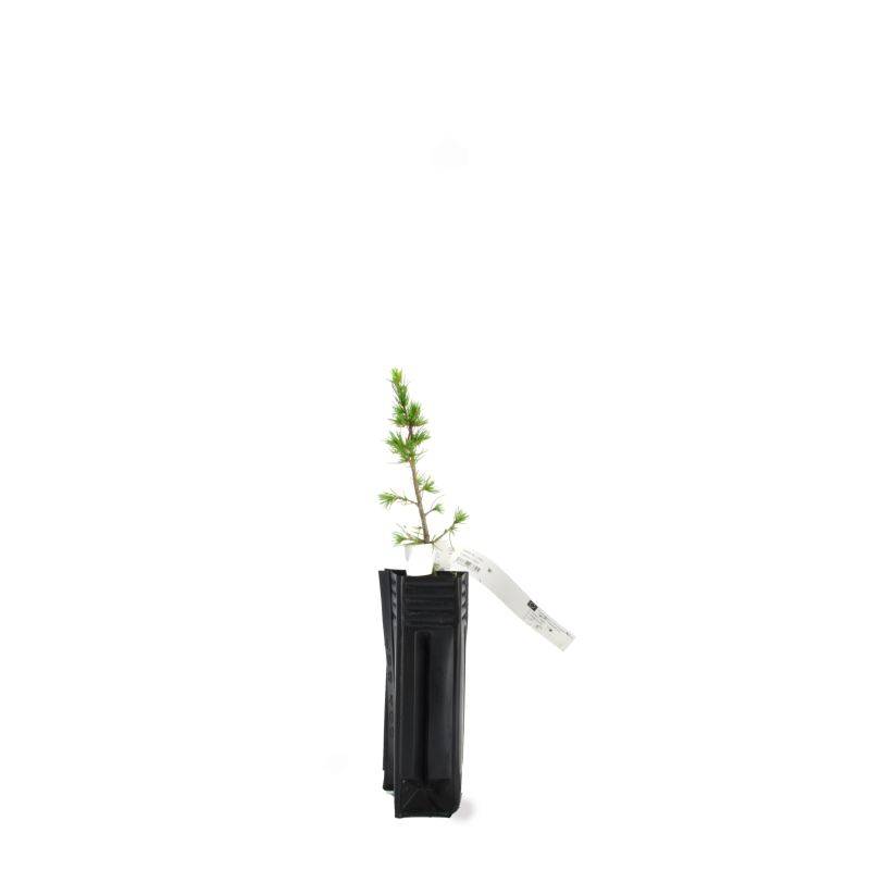 Cèdre du Liban (Cedrus libani) - Godet - Taille 13/25cm - Pépinières Naudet - Imagen 3