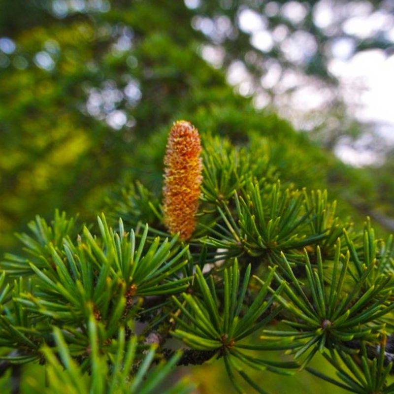 Cèdre du Liban (Cedrus libani) - Godet - Taille 13/25cm - Pépinières Naudet - Imagen 2