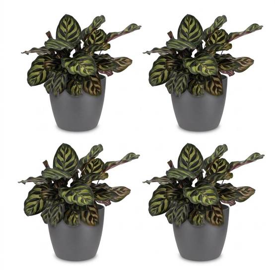 Calathea Makoyana - Plante Paon - Pot de 12cm - Hauteur 25cm - 4 plantes - Gris - Plantes d'intérieur - Image 2