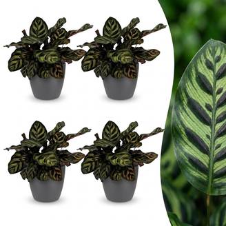 Calathea Makoyana - Plante Paon - Pot de 12cm - Hauteur 25cm - 4 plantes - Gris - Plantes d'intérieur