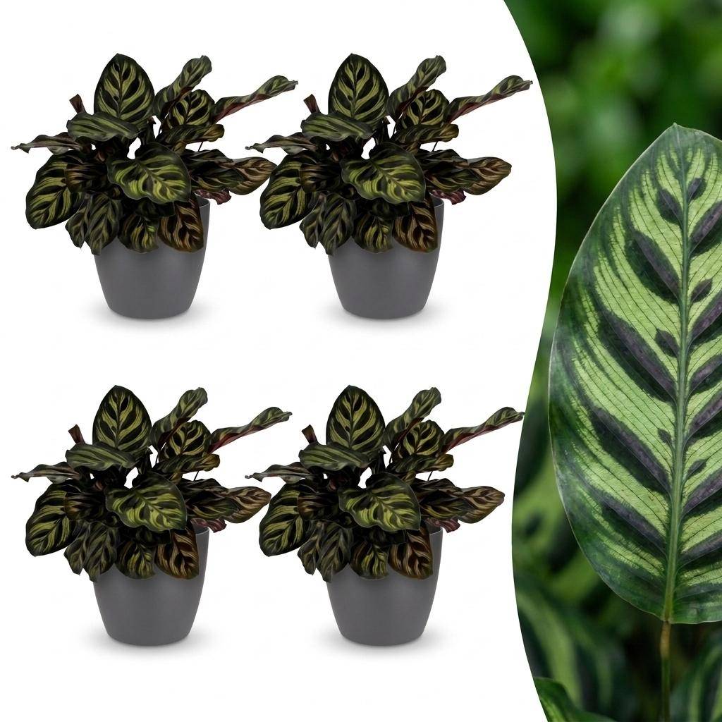 Calathea Makoyana - Plante Paon - Pot de 12cm - Hauteur 25cm - 4 plantes - Gris - Plantes d'intérieur