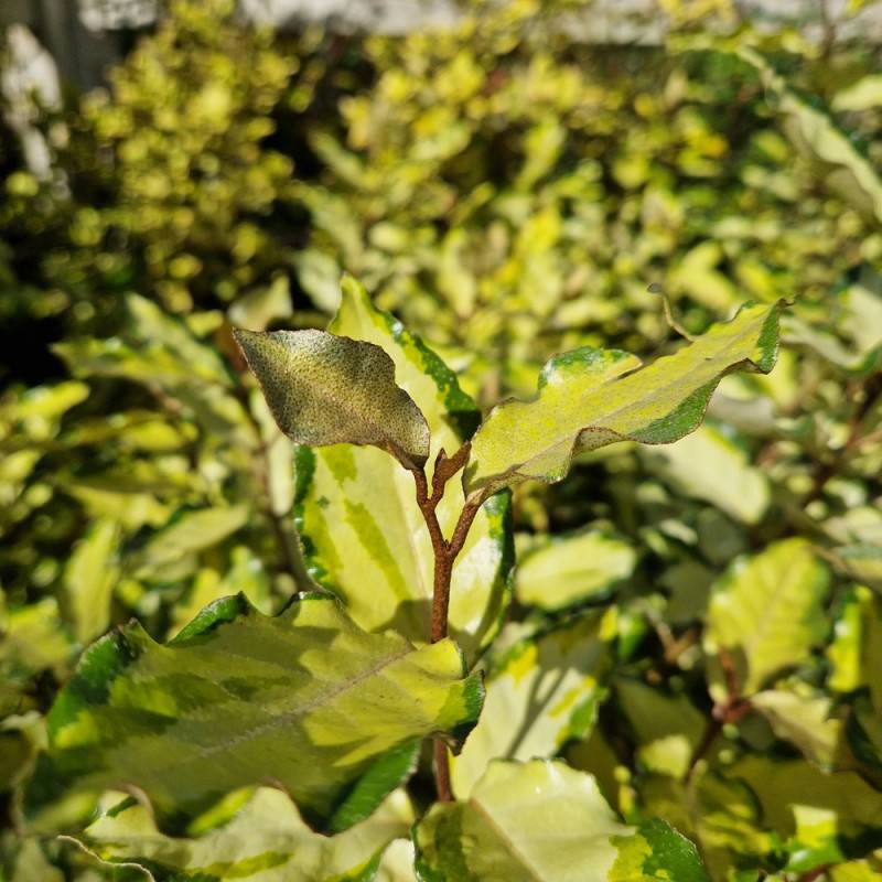 Elaeagnus panaché Maryline® 'Abrela', Chalef à fleurs Blanche - feuillage Persistant - Pot de 4L - 40/60 cm-  hauteur à maturité De 1,50 m à 2,00 m - Image 7