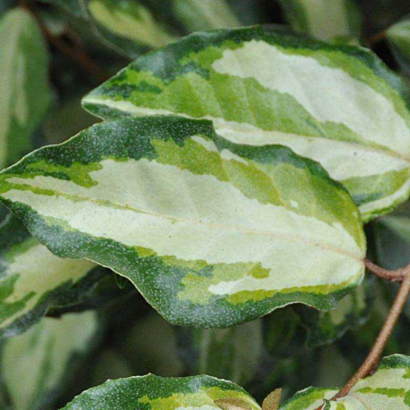 Elaeagnus panaché Maryline® 'Abrela', Chalef à fleurs Blanche - feuillage Persistant - Pot de 4L - 40/60 cm-  hauteur à maturité De 1,50 m à 2,00 m - Image 3