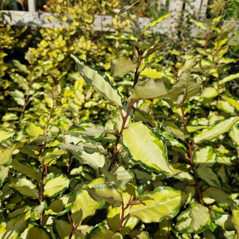 Elaeagnus panaché Maryline® 'Abrela', Chalef à fleurs Blanche - feuillage Persistant - Pot de 4L - 40/60 cm-  hauteur à maturité De 1,50 m à 2,00 m - Image 6