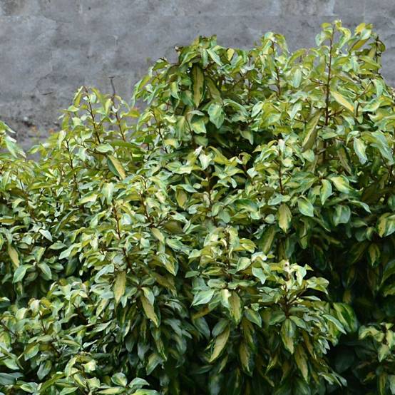 Elaeagnus panaché Maryline® 'Abrela', Chalef à fleurs Blanche - feuillage Persistant - Pot de 4L - 40/60 cm- hauteur à maturité De 1,50 m à 2,00 m - Image 1