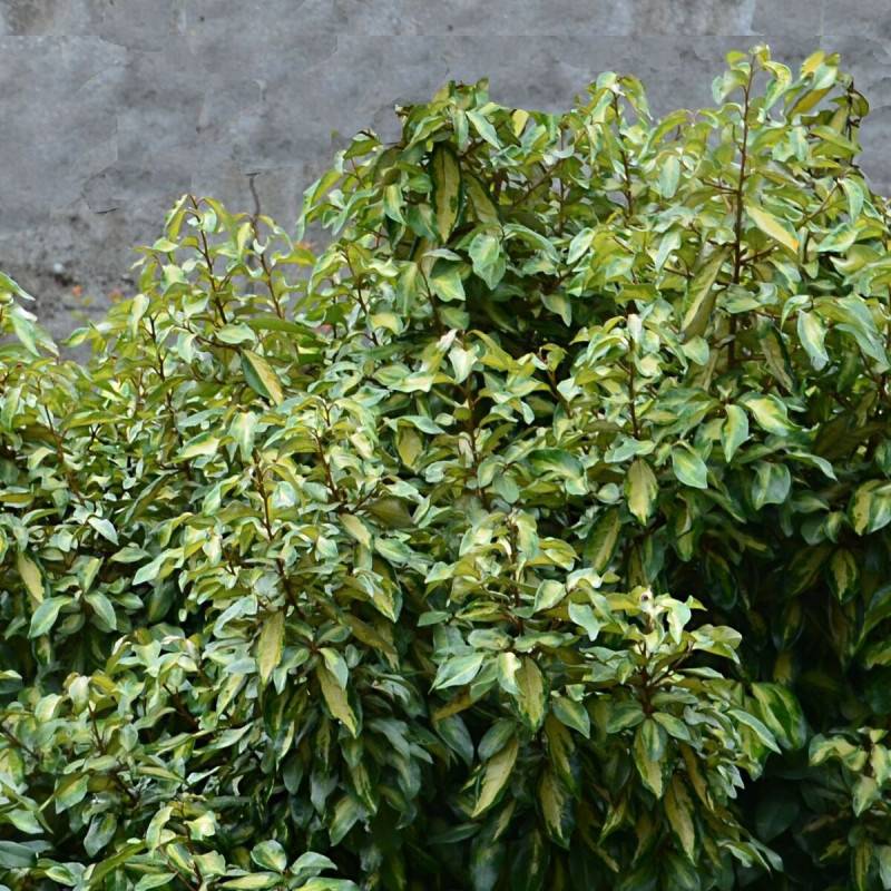 Elaeagnus panaché Maryline® 'Abrela', Chalef à fleurs Blanche/ - feuillage Persistant - Pot de 4L - 40/60 cm