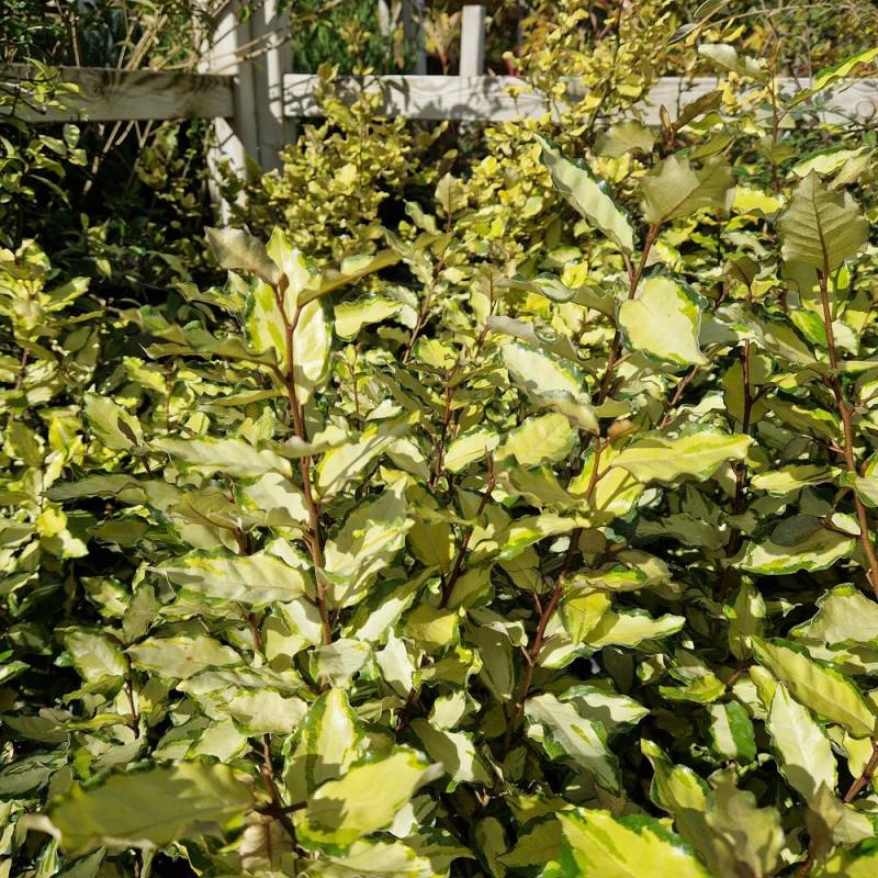 Elaeagnus panaché Maryline® 'Abrela', Chalef à fleurs Blanche - feuillage Persistant - Pot de 4L - 40/60 cm-  hauteur à maturité De 1,50 m à 2,00 m - Image 4