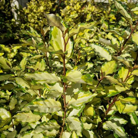Elaeagnus panaché Maryline® 'Abrela', Chalef à fleurs Blanche - feuillage Persistant - Pot de 4L - 40/60 cm- hauteur à maturité De 1,50 m à 2,00 m - Image 5