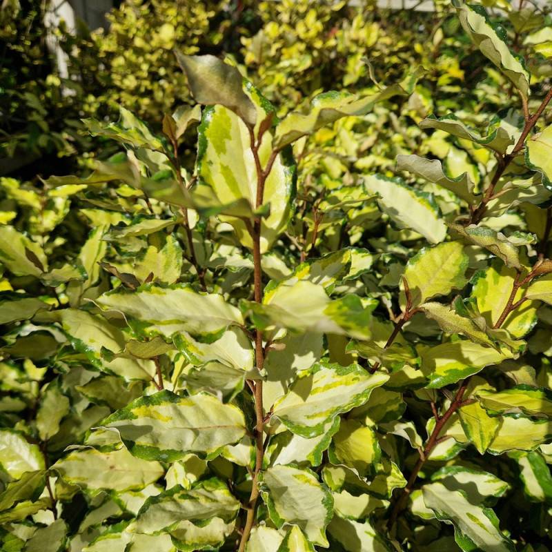 Elaeagnus panaché Maryline® 'Abrela', Chalef à fleurs Blanche - feuillage Persistant - Pot de 4L - 40/60 cm-  hauteur à maturité De 1,50 m à 2,00 m - Image 5