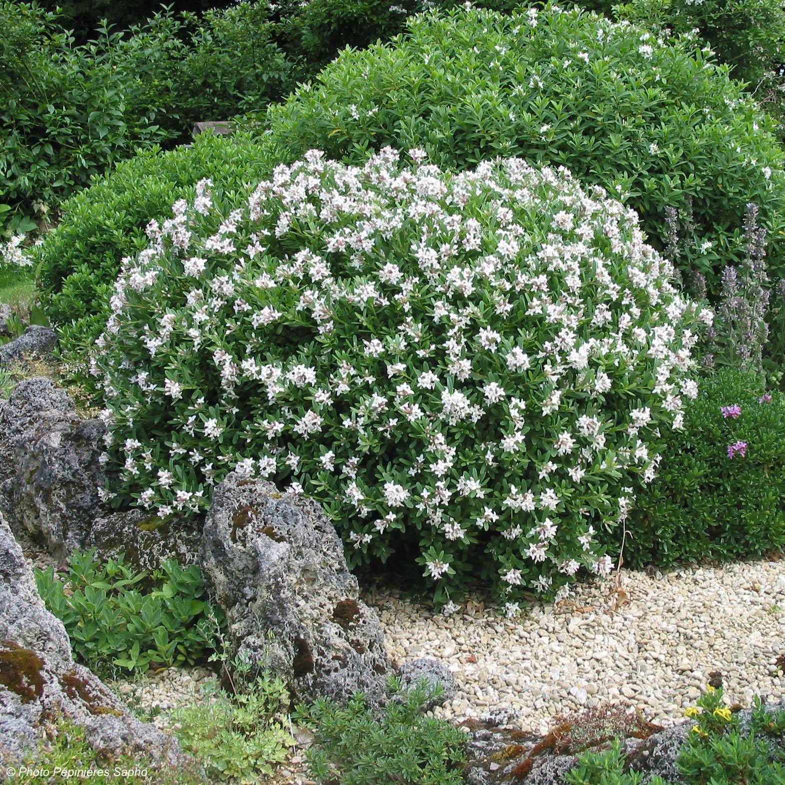 Daphne x transatlantica Eternal Fragrance Pot de 1L/1,5L