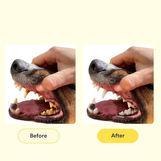 IntiMeg - Lot de 2 brosses à dents pour chien IntiMeg - Image 4