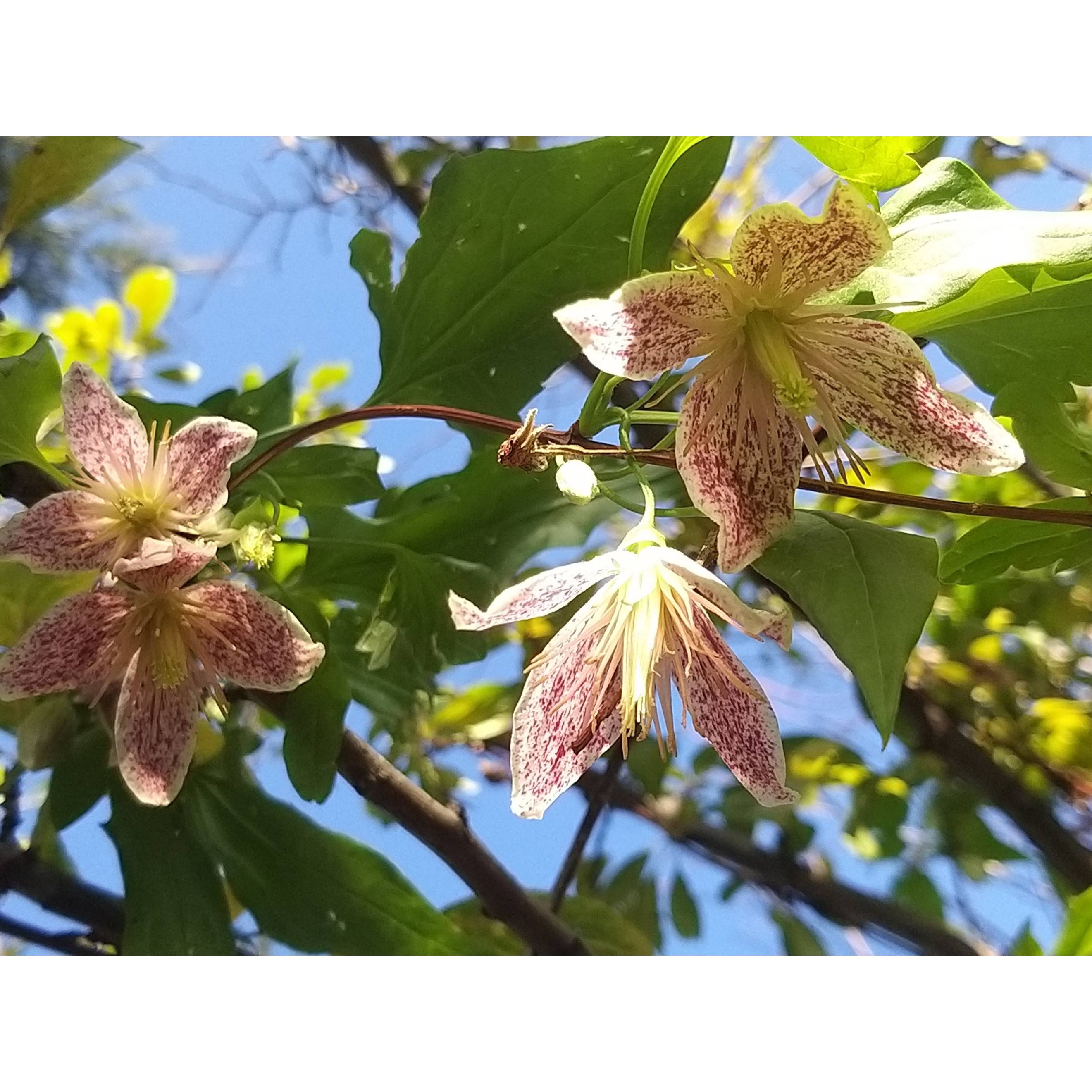Promesse de Fleurs - Clématite - Clematis cirrhosa Advent Bells Pot de 2L/3L
