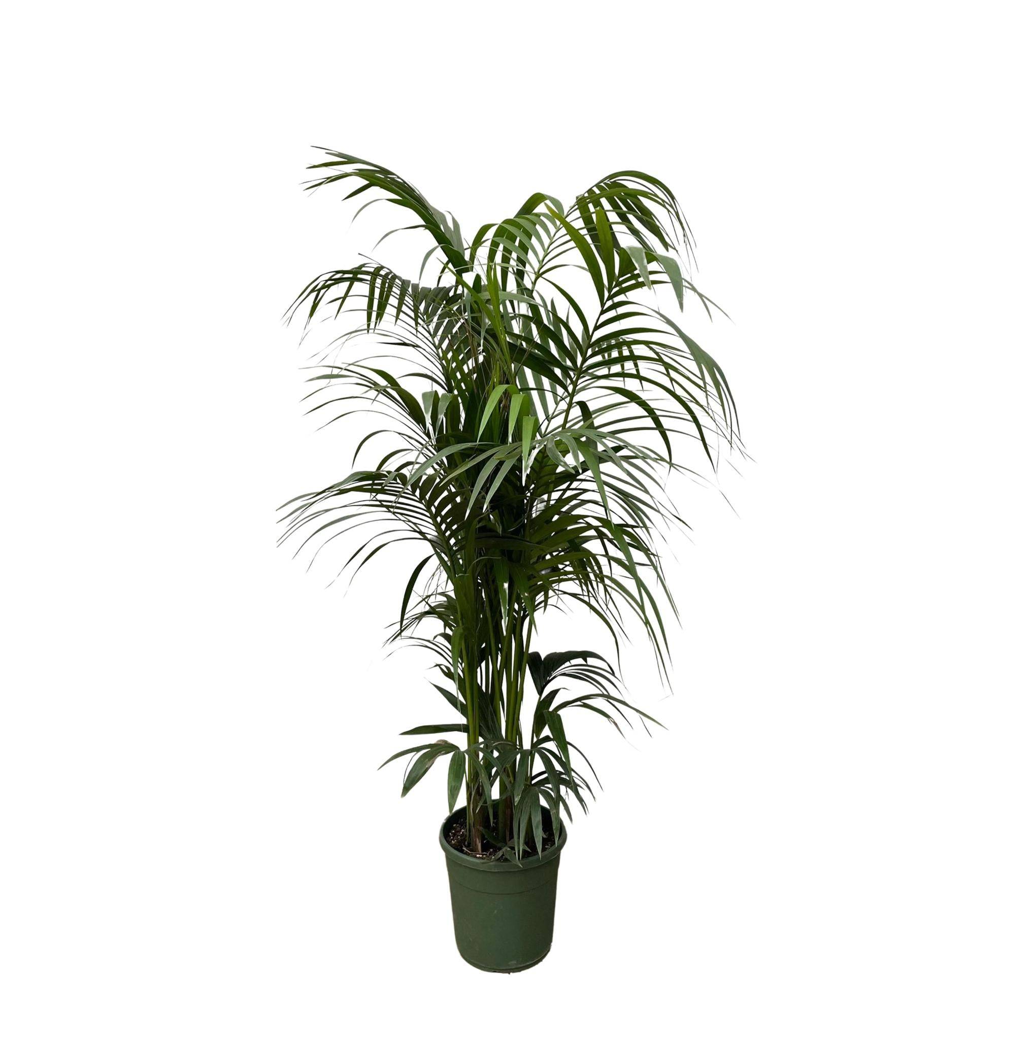 Kentia Palm - D38 H220cm