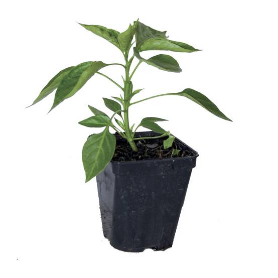 Plant de poivron Favolor f1 pot de 0,5 litre - Image 2