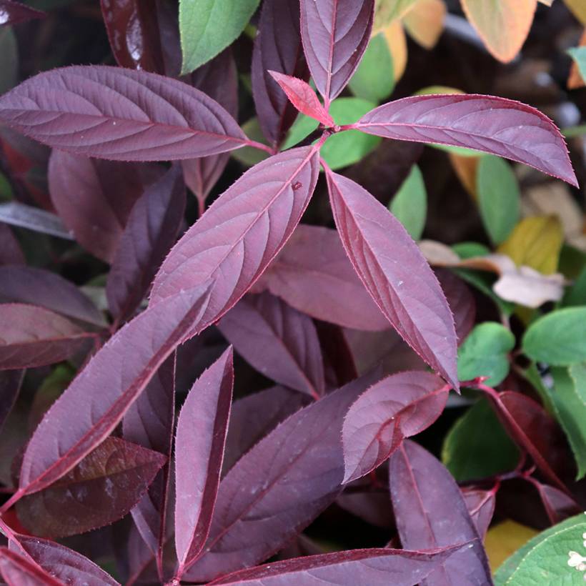 Itea virginica Henry's Garnet - Itea de Virginie Pot de 2L/3L