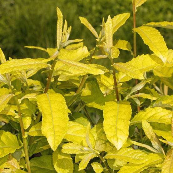Saule marsault doré - Salix caprea Ogon Pot de 3L/4L, Tige