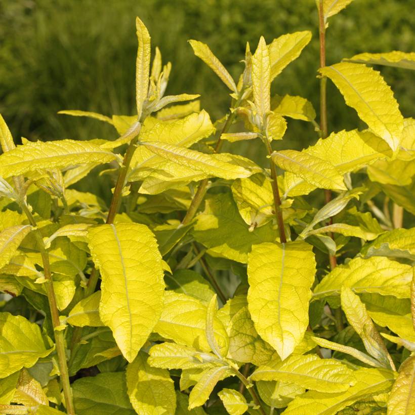 Saule marsault doré - Salix caprea Ogon Pot de 3L/4L, Tige
