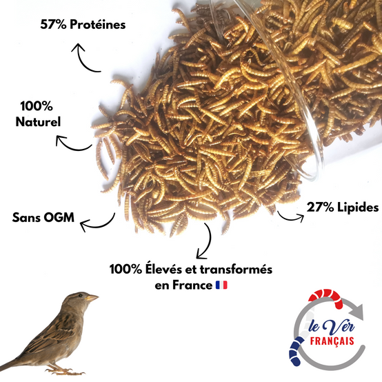 Vers de farine déshydratés 1kg - Le Ver Français - Image 2