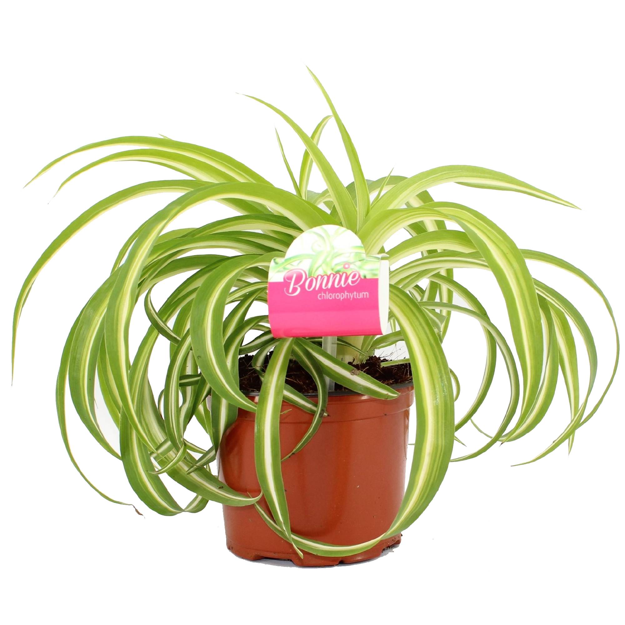 Gardenersdream - Chlorophytum Chevelu 'Bonnie Caribbean' Plante D'Intérieur En Pot - GardenersDream - Imagen 1