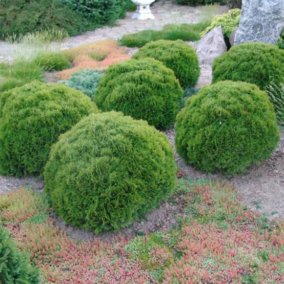 Promesse de Fleurs - Thuya du Canada - Thuja occidentalis Danica Godet de 8/9 cm