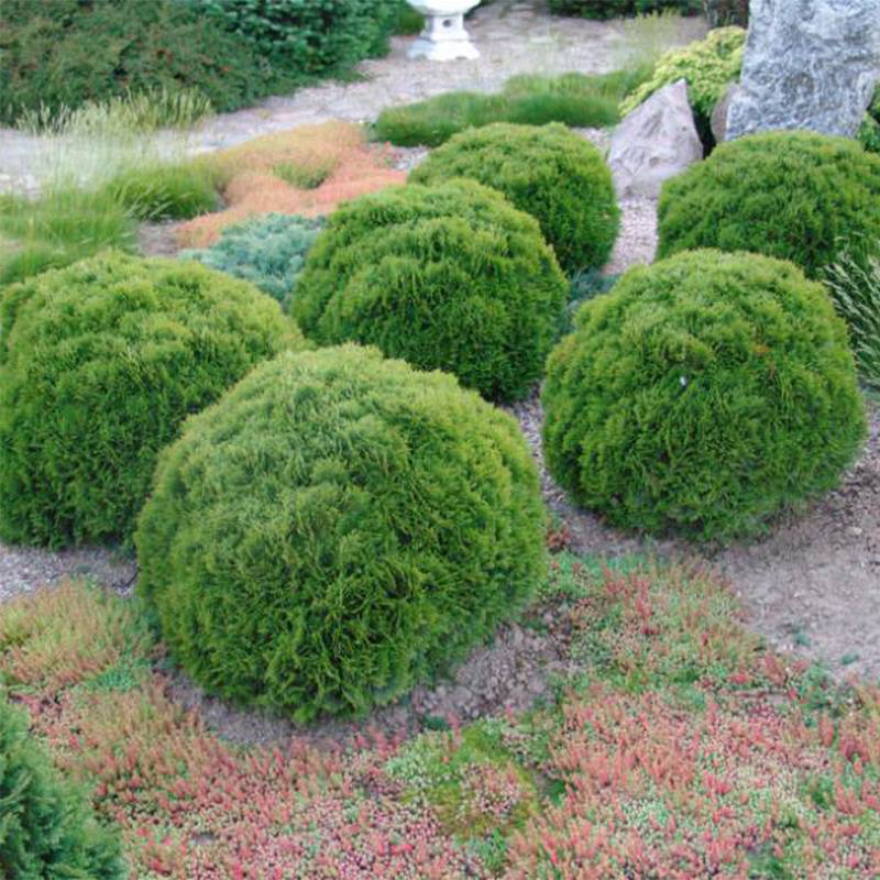 Promesse de Fleurs - Thuya du Canada - Thuja occidentalis Danica Godet de 8/9 cm