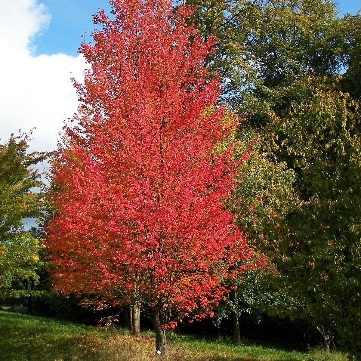 Promesse de Fleurs - Acer rubrum Armstrong - Érable rouge Pot de 12L/15L, Baliveau
