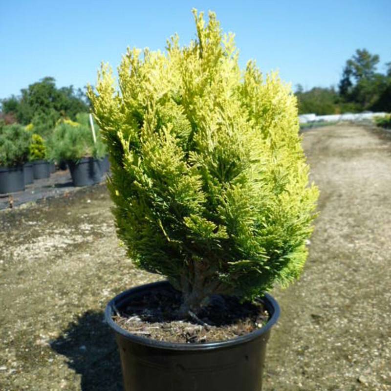 Genévriers Gold Coast - Pot de 3L - 20/40 cm