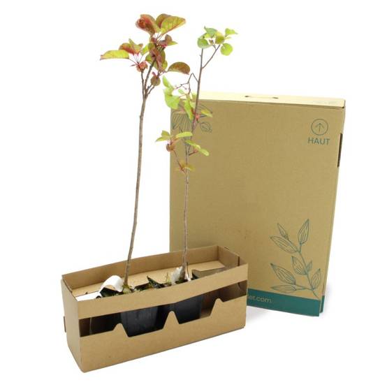 Arbre à perruques (Cotinus coggygria) - Godet - Taille 20/40cm - Pépinières Naudet - Image 6