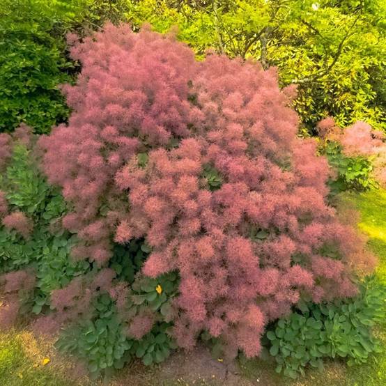 Arbre à perruques (Cotinus coggygria) - Godet - Taille 20/40cm - Pépinières Naudet - Image 1
