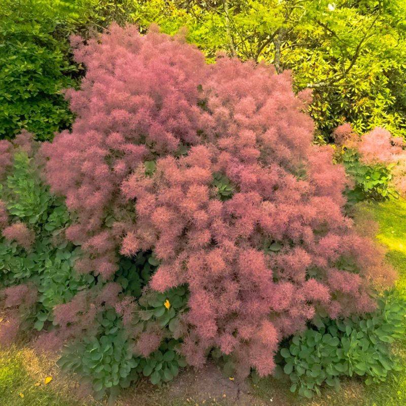 Arbre à perruques (Cotinus coggygria) - Godet - Taille 20/40cm - Pépinières Naudet - Image 1