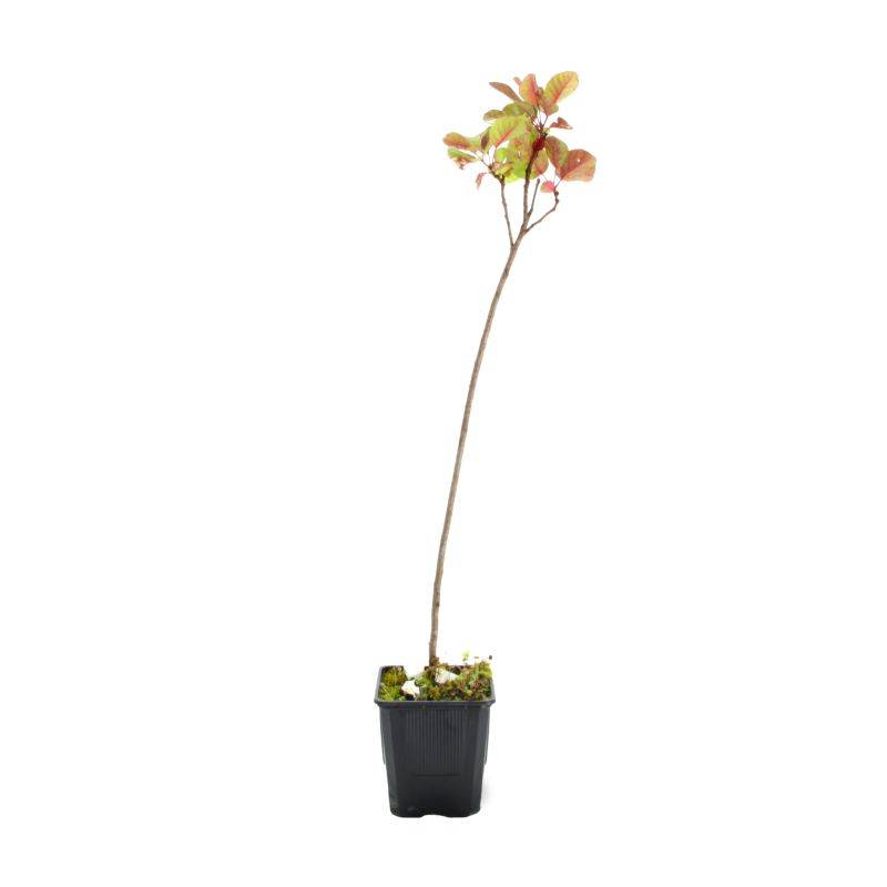 Arbre à perruques (Cotinus coggygria) - Godet - Taille 20/40cm - Pépinières Naudet - Image 3
