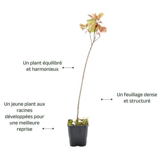 Arbre à perruques (Cotinus coggygria) - Godet - Taille 20/40cm - Pépinières Naudet - Image 4