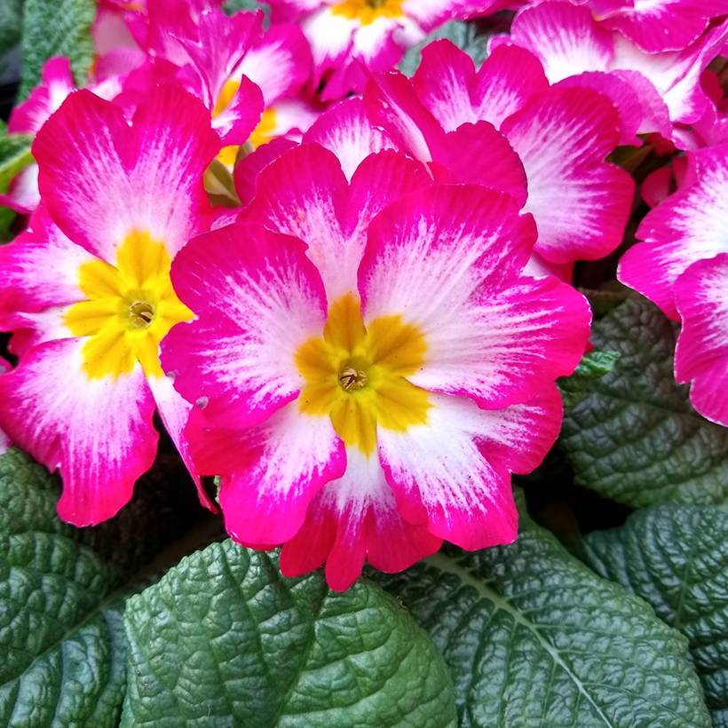 Promesse de Fleurs - Primevère Rambo F1 Pink Flame - Primula acaulis Mini-motte Ø 1,5/2,5 cm (par 5)