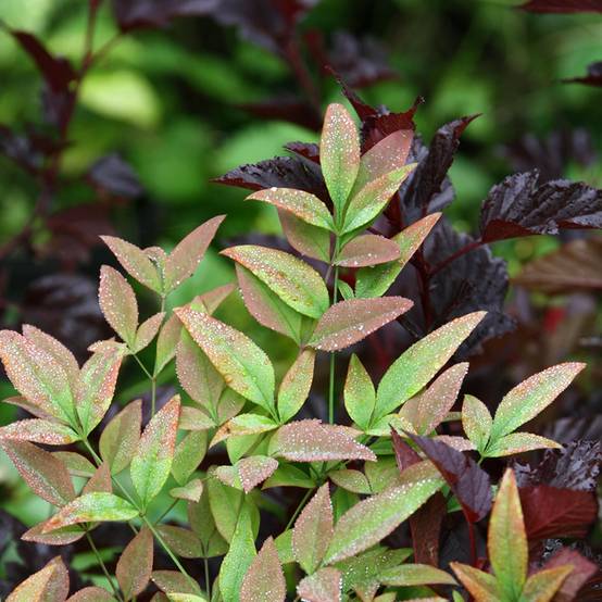 Nandina Obsessed Seika - Bambou sacré Pot de 2L/3L - Image 1