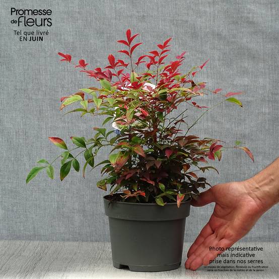 Nandina Obsessed Seika - Bambou sacré Pot de 2L/3L - Image 2