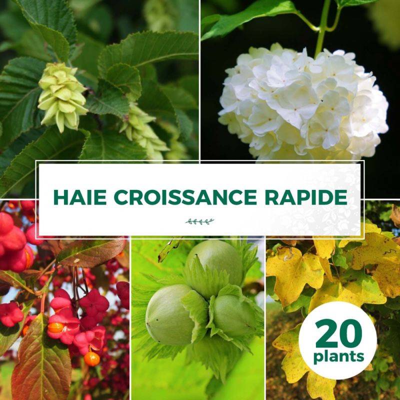 Haie Croissance Rapide - 20 arbustes - - Pépinières Naudet - Image 1
