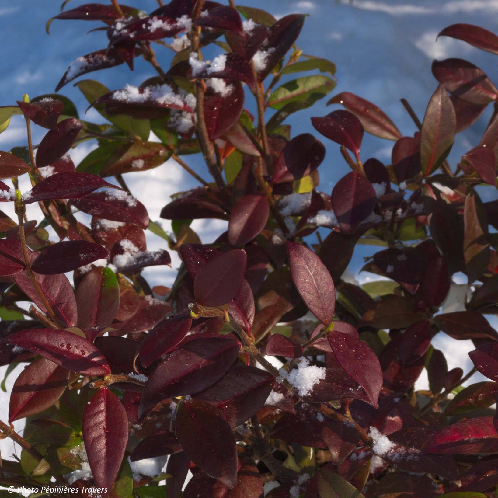 Promesse de Fleurs - Trachelospermum jasminoides Winter Ruby - Jasmin étoilé Pot de 2L/3L