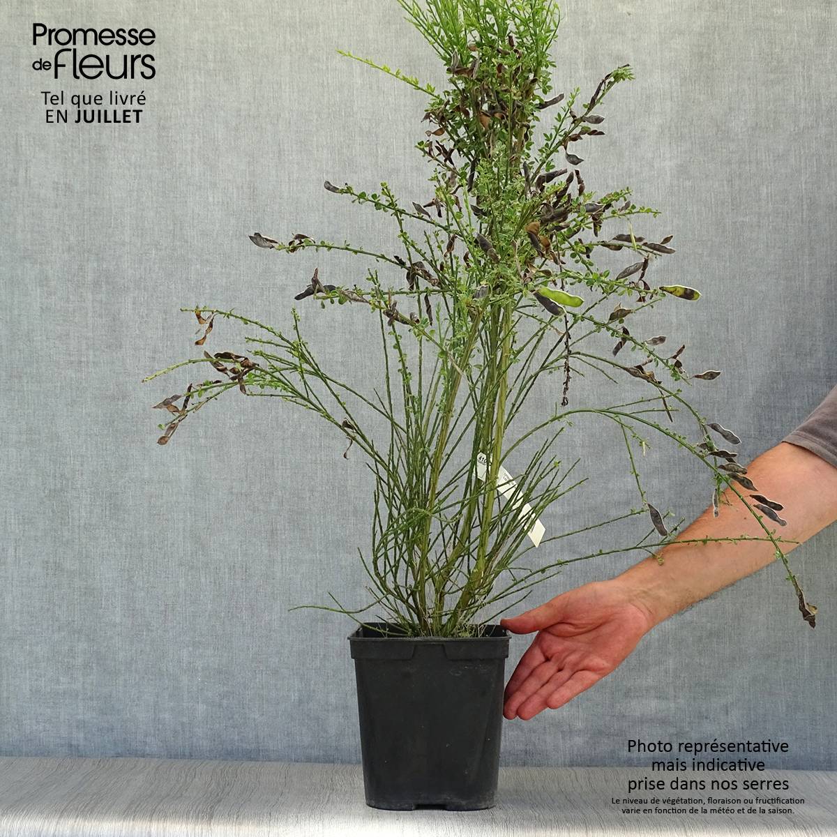 Genêt à balais - Cytisus scoparius Luna Pot de 2L/3L - Image 2