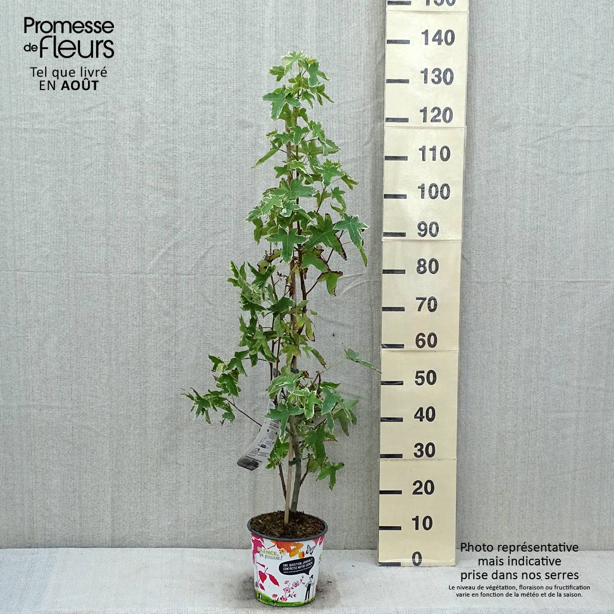 Promesse de Fleurs - Liquidambar styraciflua Albomarginata Manon - Copalme d'Amérique Pot de 4L/5L - Image 2