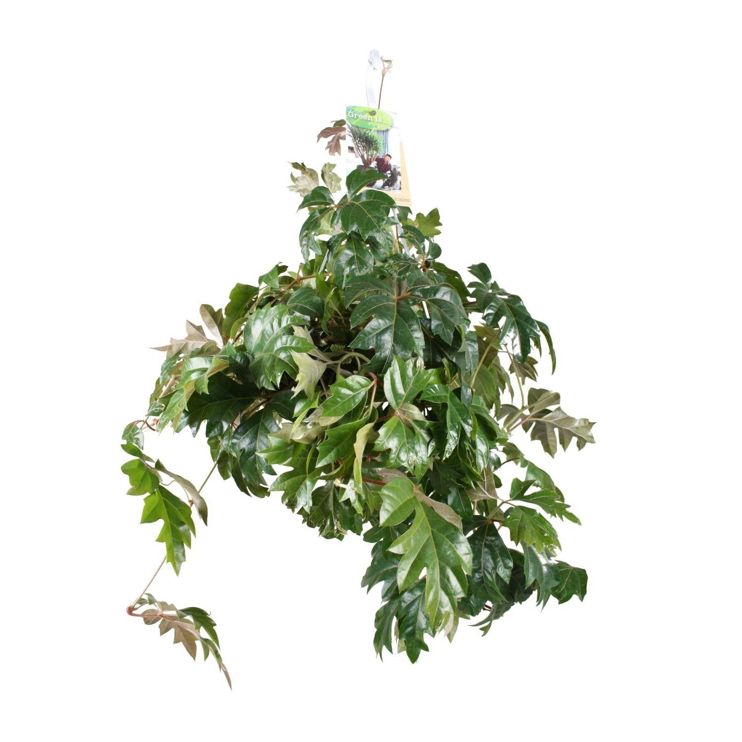 Cissus Rhombifolia Ellen Danica - D17 H70cm