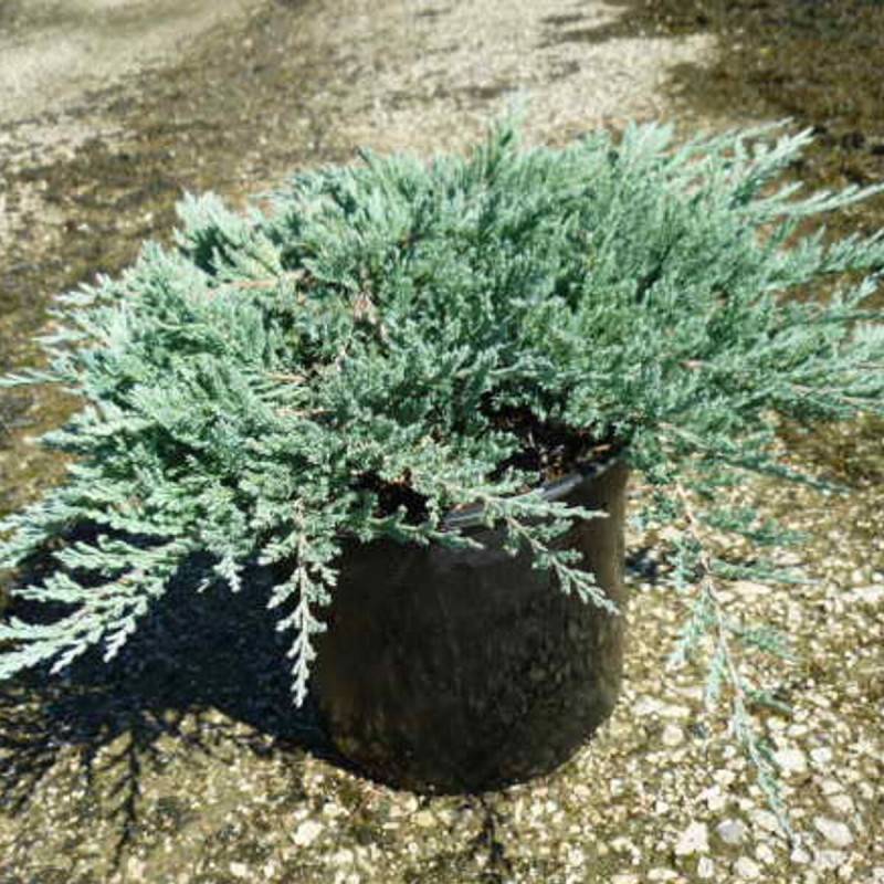 Genévrier rampant Blue Chip, Juniperus - Pot de 3L - 20/40 cm - Imagen 1