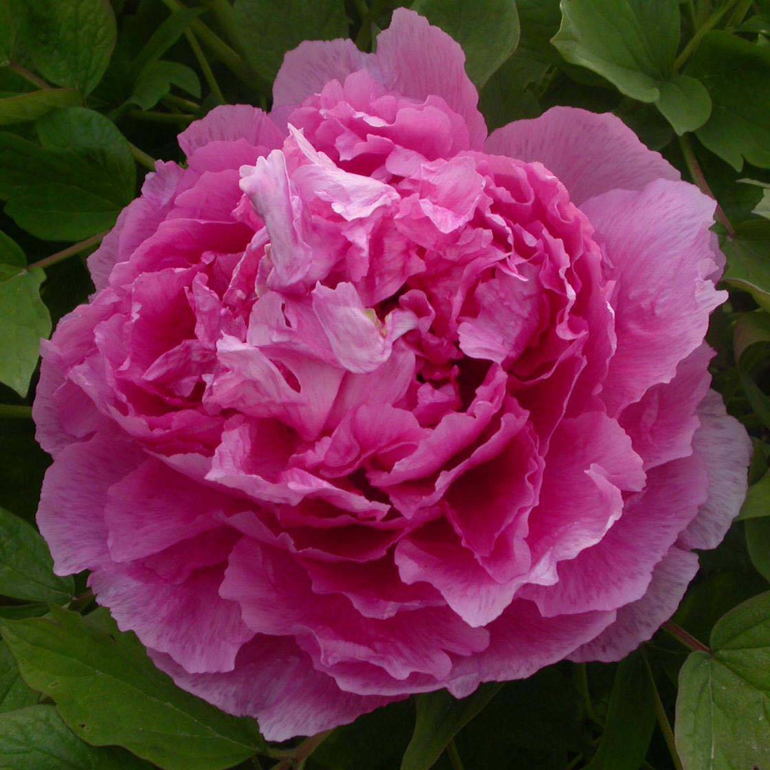 Pivoine arbustive 09 Lu He Hong - Paeonia (x) suffruticosa Pot de 2L/3L