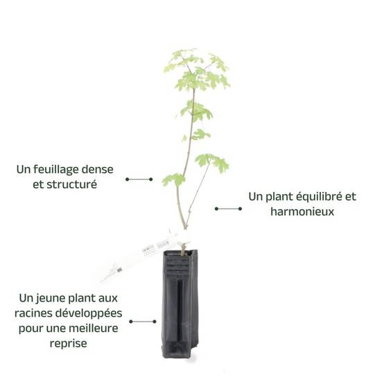 Érable champêtre (Acer campestre) - Godet - Taille 20/40cm - Pépinières Naudet - Image 4