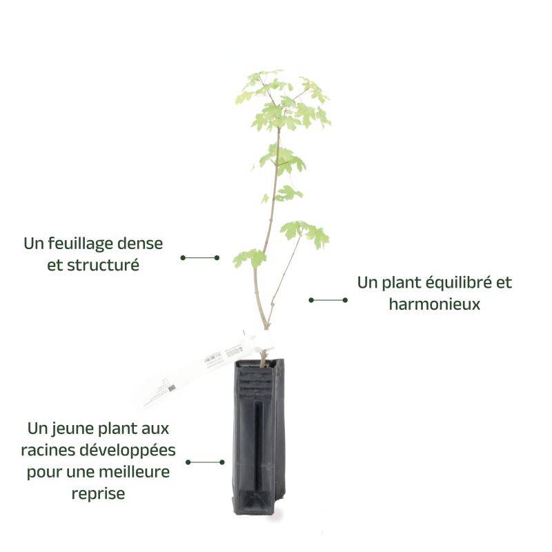 Érable champêtre (Acer campestre) - Godet - Taille 20/40cm - Pépinières Naudet - Imagen 4