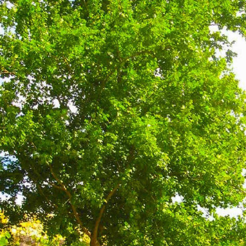 Érable champêtre (Acer campestre) - Godet - Taille 20/40cm - Pépinières Naudet - Imagen 1
