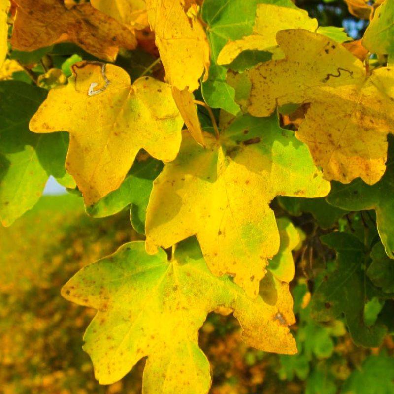 Érable champêtre (Acer campestre) - Godet - Taille 20/40cm - Pépinières Naudet - Imagen 2